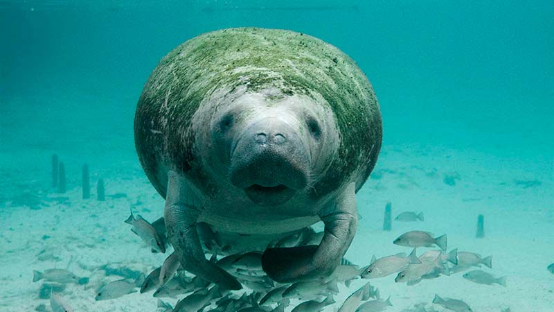 Manatee Facts - datos curiosos del manatí (2)