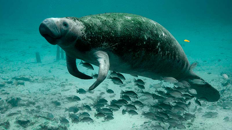 Manatee Facts - datos curiosos del manatee (5)