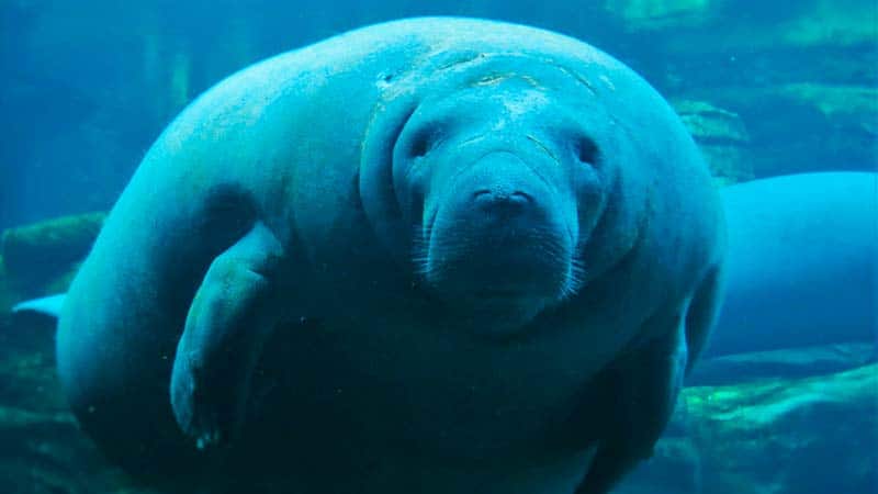 Manatee Facts - datos curiosos del manatí (6)