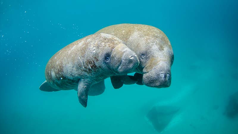 Manatee Facts - datos curiosos del manatí (7)