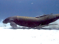 Manatee