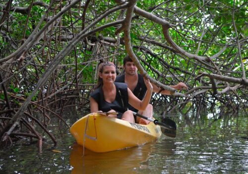 mangrove tours