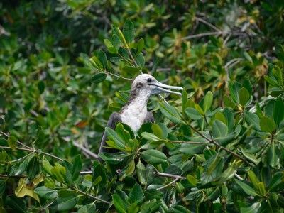 Mangrove kayak excursions