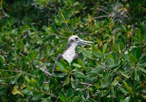 kayaking mangrove