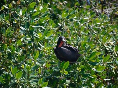 Mangrove kayak excursion