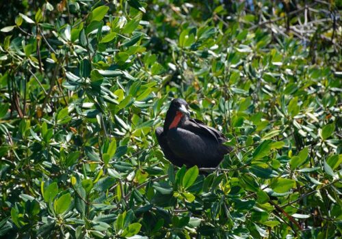 mangrove kayaking excursion