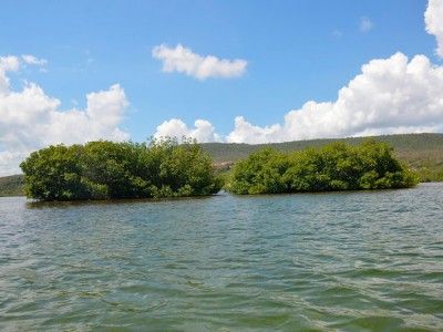 mangrove kayakken