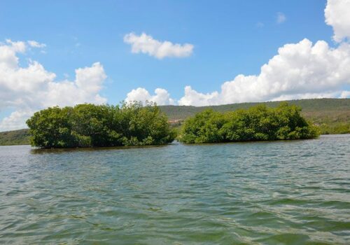 excursion mangrove snorkeling