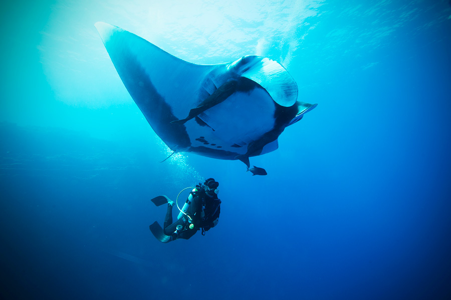 Manta Ray Facts (1) curiosidades de la mantarraya