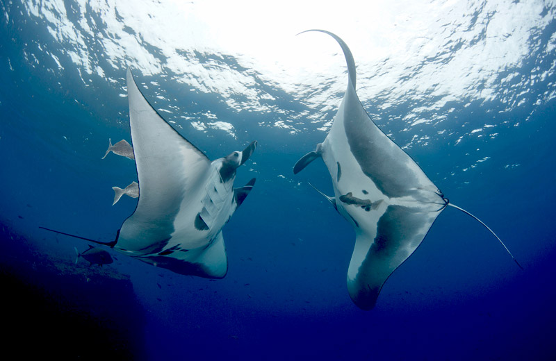 Manta Ray Facts (2) curiosidades sobre la mantarraya