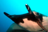 15 curiosidades de la mantarraya que aclararán tus dudas sobre ellas