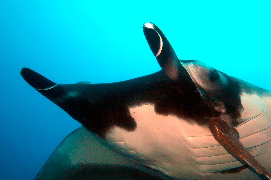 Manta Ray Facts (5) curiosidades sobre la mantarraya