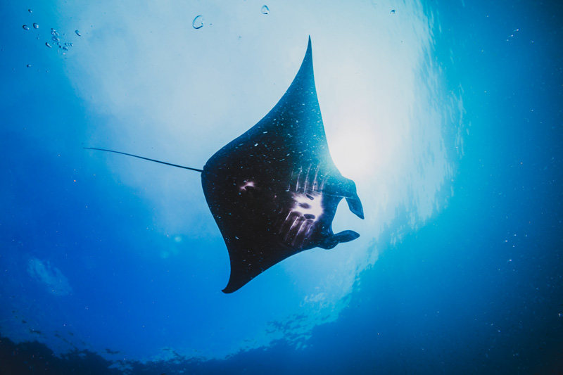 Manta Ray Facts - color - curiosidades de la mantarraya