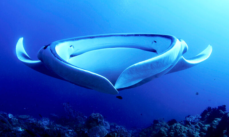 Manta Ray Facts - main - curiosidades de la mantarraya