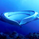 Manta Ray Facts - main - curiosidades de la mantarraya