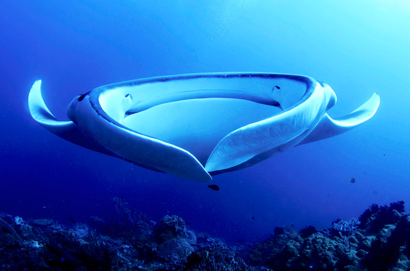 Manta Ray Facts - main - curiosidades de la mantarraya