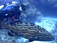 Marbled Grouper