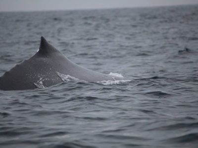 îles marieta tour