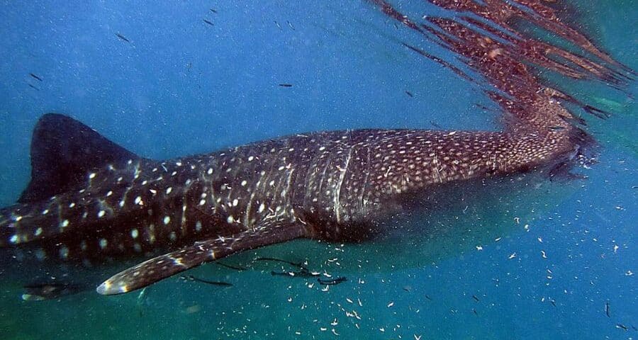 impact of Microplastics in the Ocean  - 2 - el impacto de los microplásticos en el océano