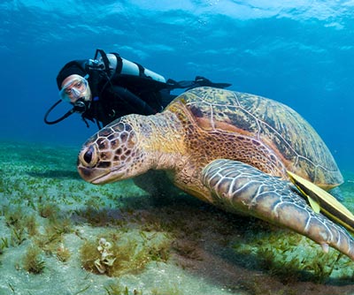 Montego Bay Marine Park Excursion and Tours