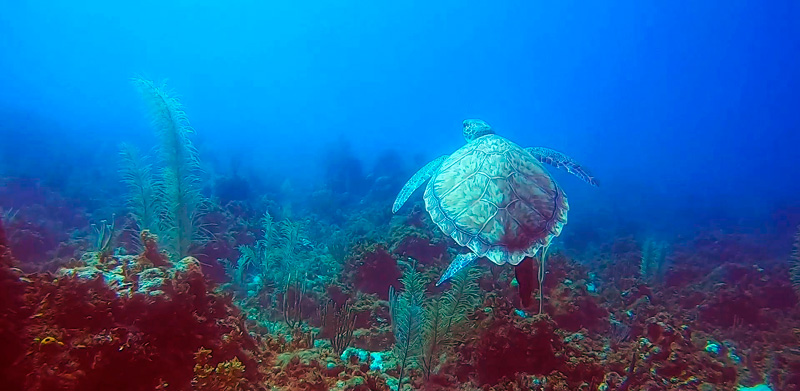 Montego Bay Marine Park History - turtle