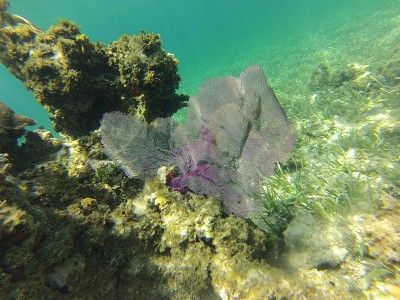 snorkel trips montego bay