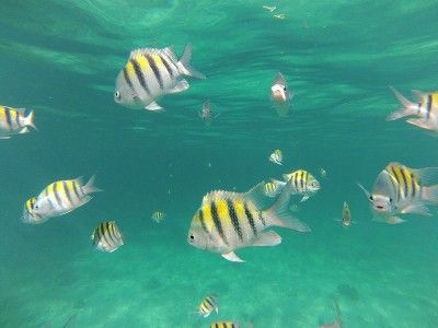 montego bay snorkeling shops