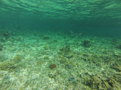 montego bay snorkeling centers