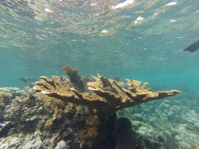 snorkeling shops montego bay