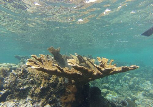 centros de snorkel montego bay