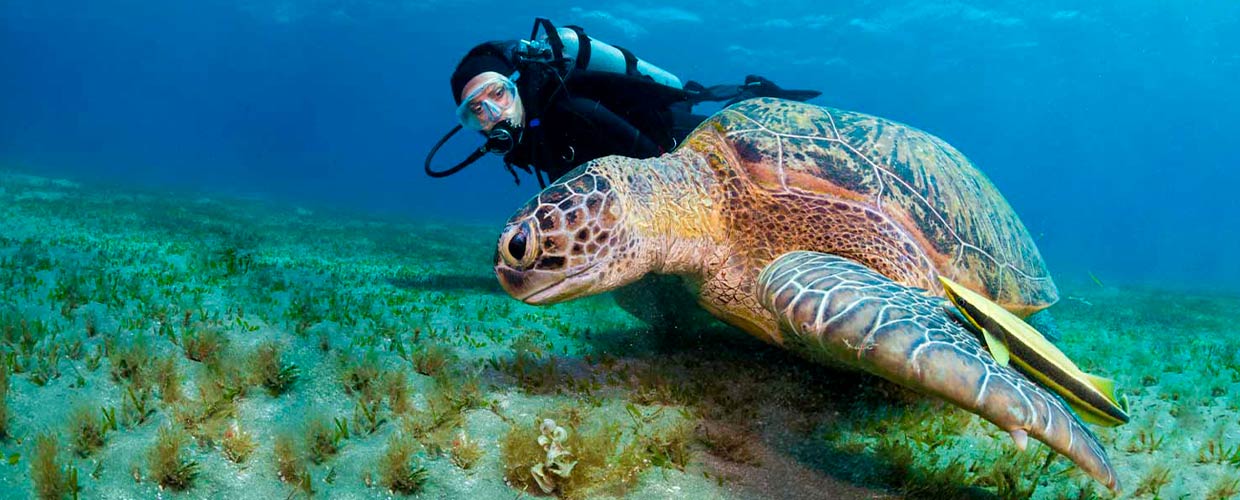 Scuba diving in MONTEGO BAY with Dressel Divers