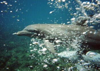 marine park jamaica