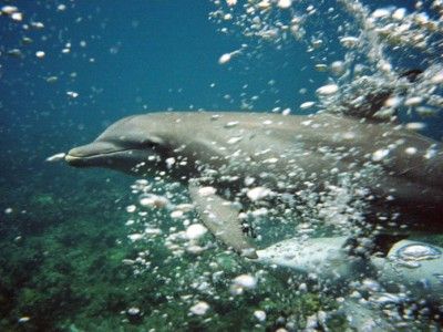 Tour Montego bay marine park