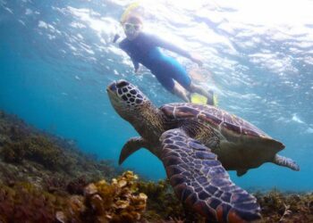 day trip montego bay marine park - excursión al parque marino de montego bay