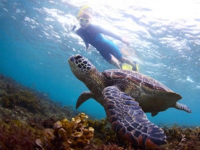 Montego bay marine park snorchelausflug