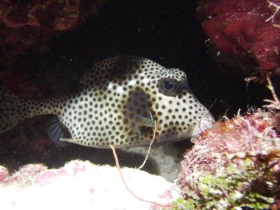 Montego bay marine park Ausflug