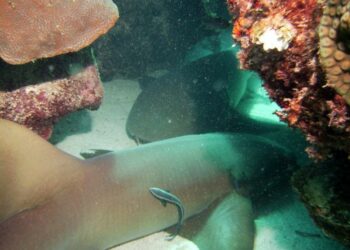 montego bay marine park excursions - excursión al parque marino de montego bay