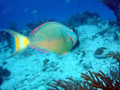 Montego bay marine park Exkursionen