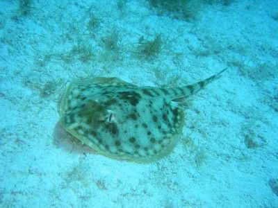 snorkeling parco marino di montego bay