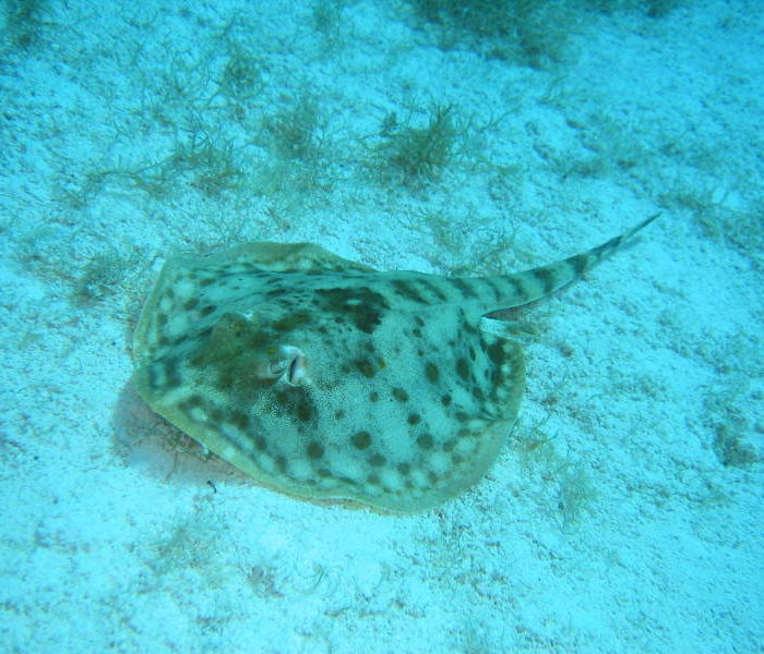 montego bay marine park excursion