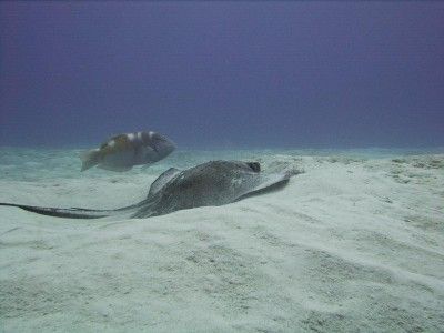 Tauchausflug Montego bay marine park