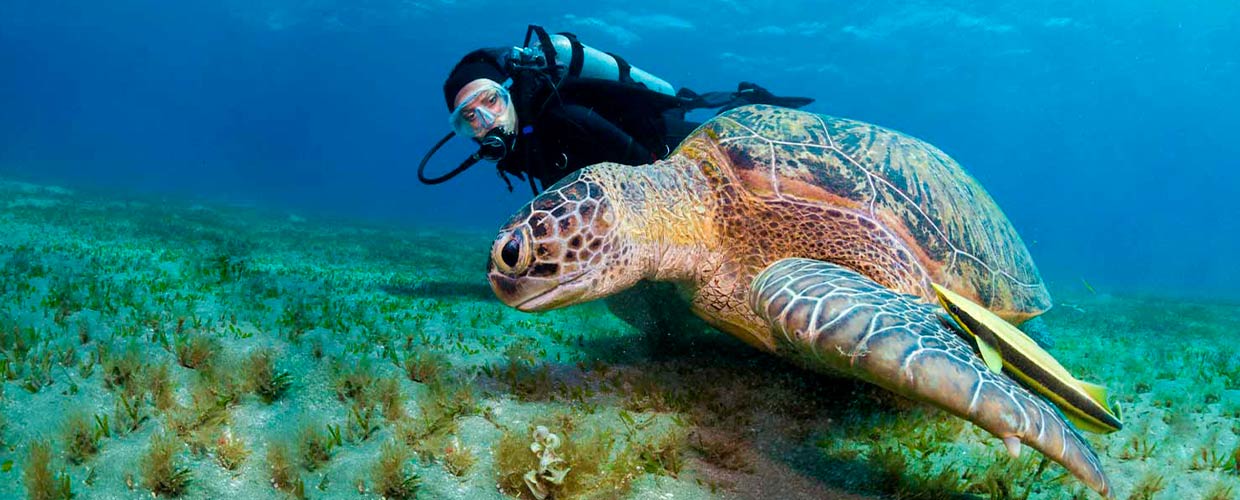 montego bay marine park excursion - Dressel Divers