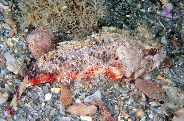 Mushroom Scorpionfish