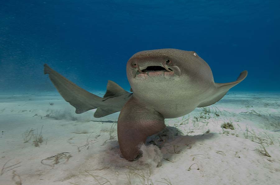 Images Of Nurse Sharks - 1 - imágenes de tiburones nodriza