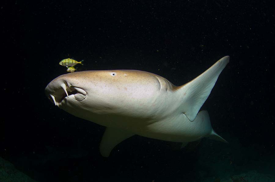 Images Of Nurse Sharks - 2- imágenes de tiburones nodriza