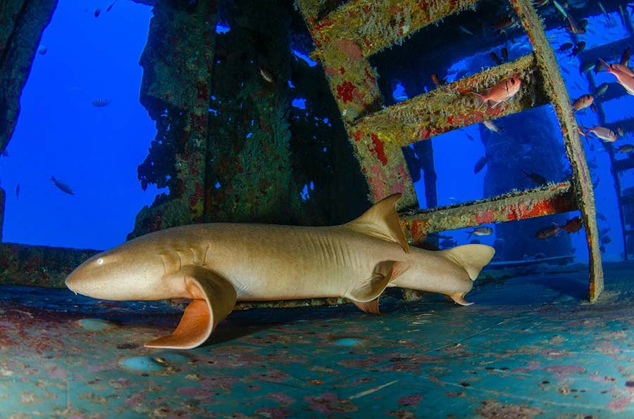 Images Of Nurse Sharks - 3- imágenes de tiburones nodriza