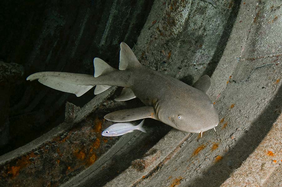 Images Of Nurse Sharks - 4 - imágenes de tiburones nodriza