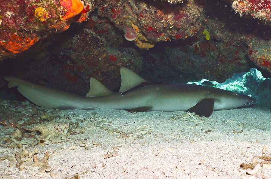 NURSE SHARK FACTS Nurse Shark Pics - 1 - datos sobre el tiburón nodriza