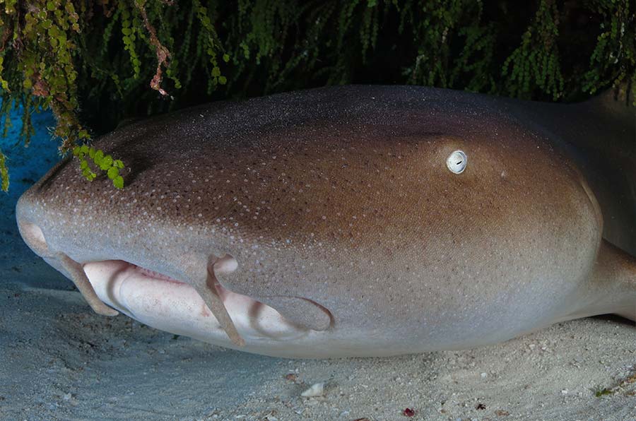 NURSE SHARK FACTS Nurse Shark Pics - 2 - datos sobre el tiburón nodriza