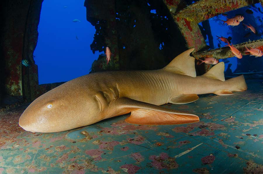 NURSE SHARK FACTS Nurse Shark Pics - 3 - datos sobre el tiburón nodriza